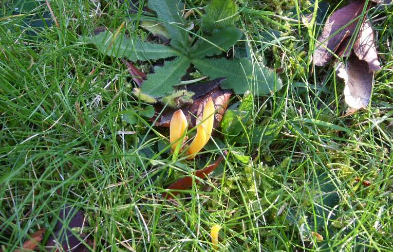 Clavulinopsis sp.