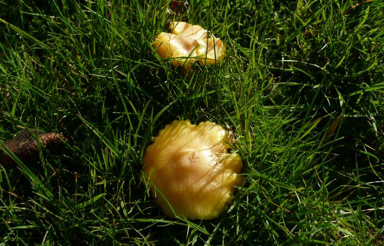 Hygrocybe