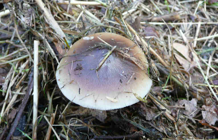 Collybia butyracea