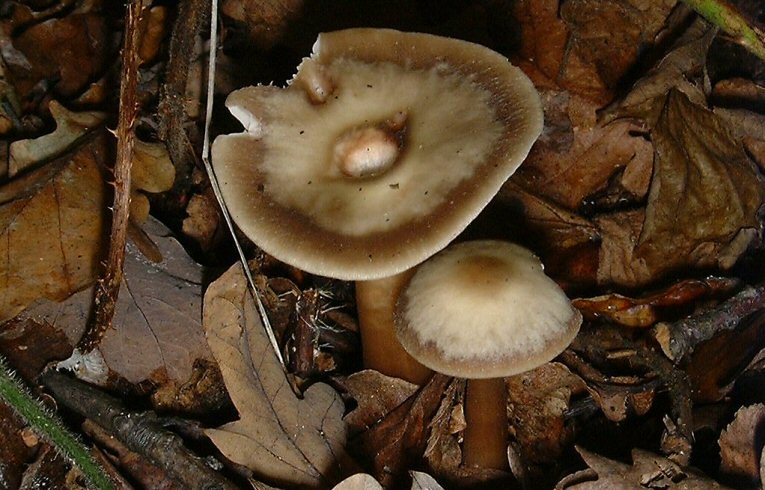 Collybia butracea