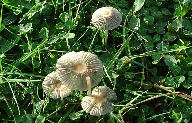 Coprinus plicatilis