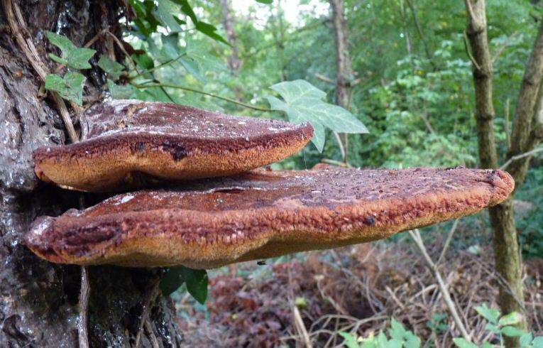 Fistulina hepatica