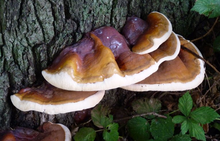 Ganoderma lucidum