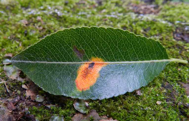 Gymnosporangium sabinae