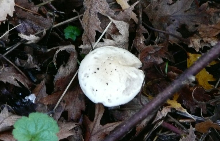 Hebeloma crustuliniforme ?