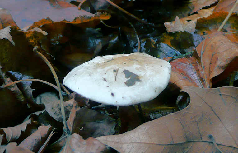 Hebeloma crustuliniforme ?