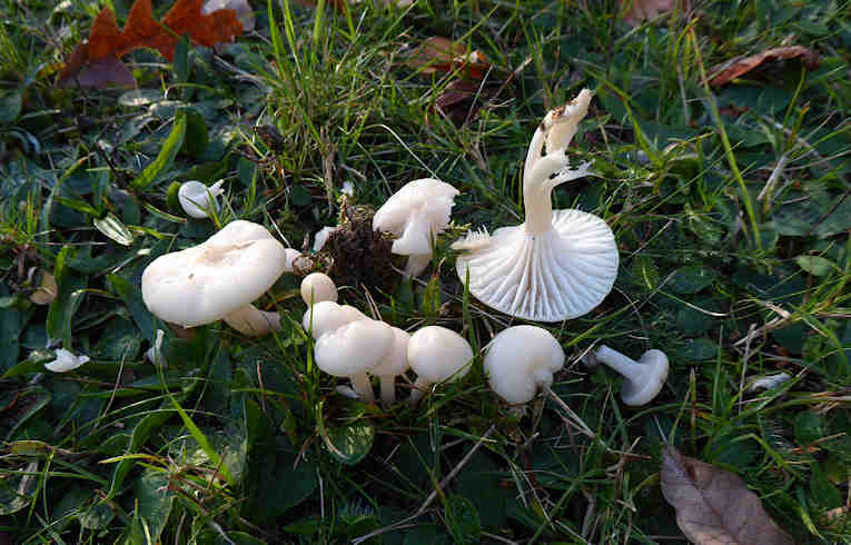 Hygrocybe (Camarophyllus) nivea