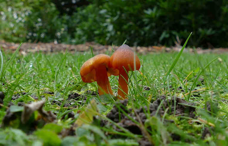 Hygrocybe miniata