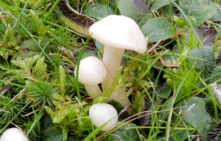 Hygrophorus eberneus ?