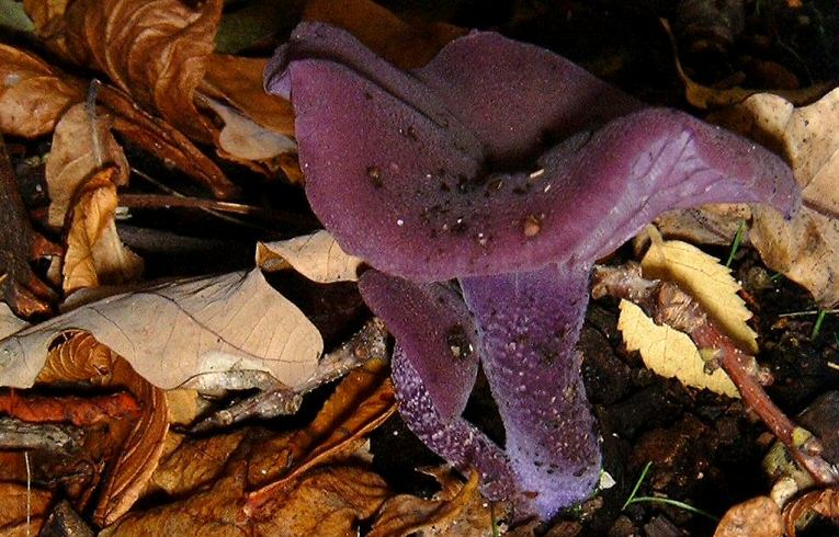 Laccaria_amethysta