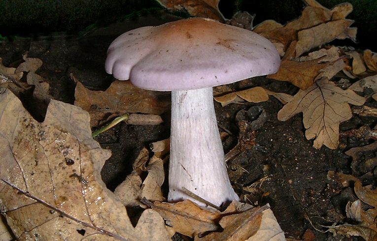 Lepista nuda
