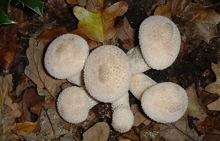 Lycoperdon perlatum