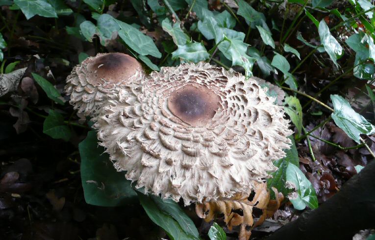 Macrolepiota rhacoides