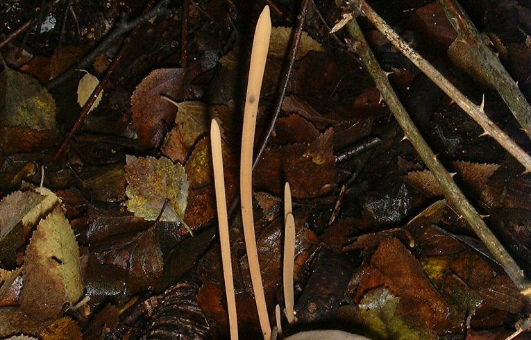 Macrotyphula fistulosa