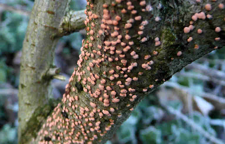 Nectria cinnabarina