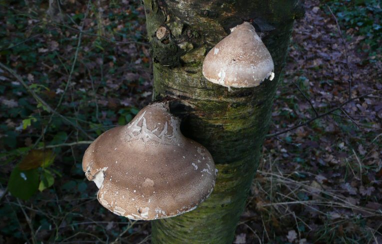Piptoporus betulinus