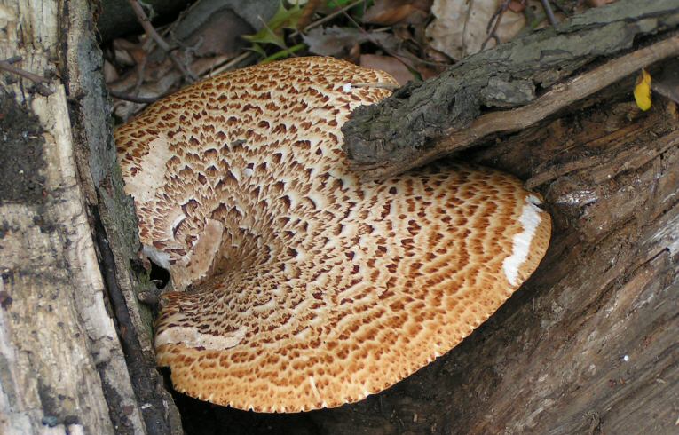 Polyporus squamosus