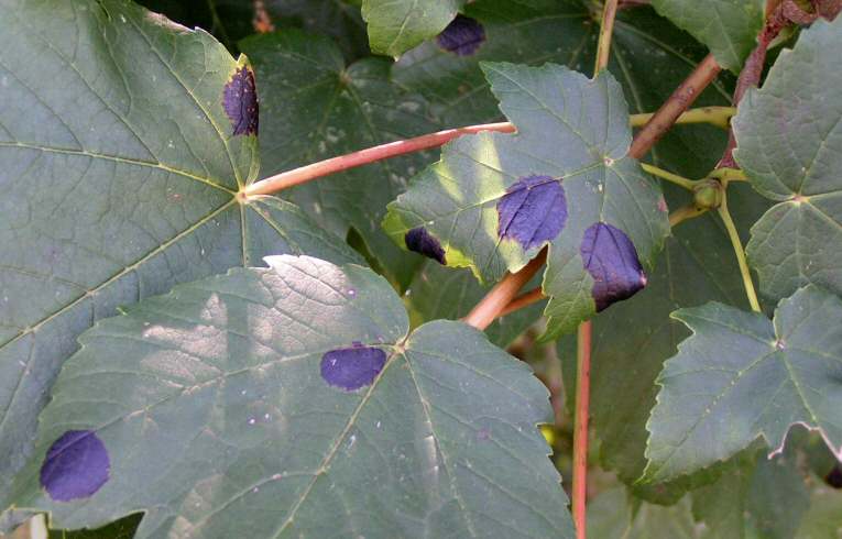 Rhytisma acerinum