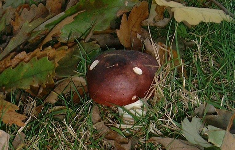Russula atropurpurea