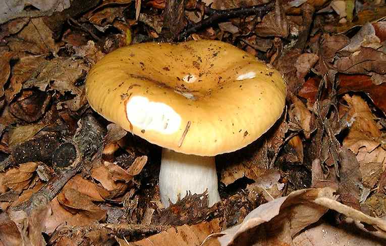 Russula ochreluca