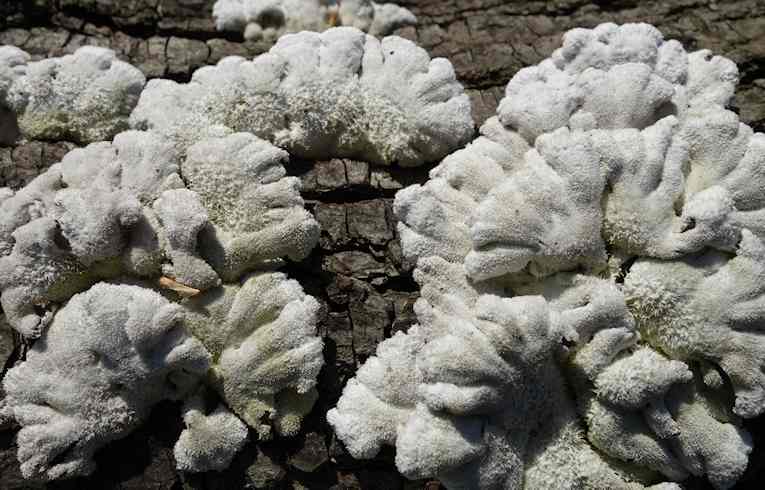 Schizophyllum commune