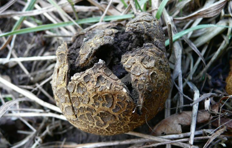Scleroderma