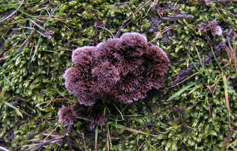 Thelephora terrestris