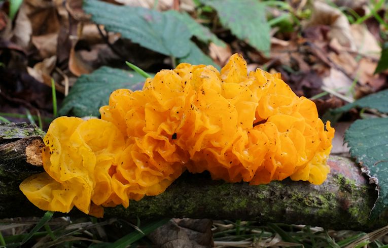 Tremella mesenterica