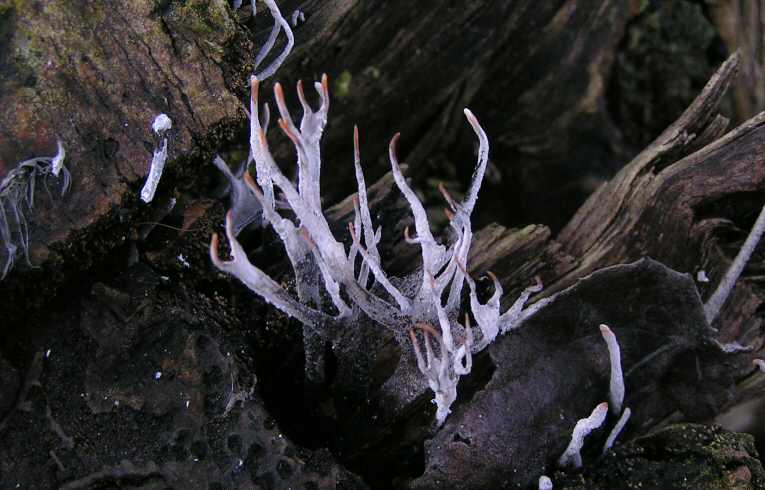Xylaria hypoxylon