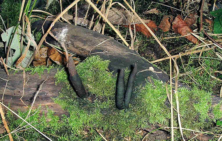 Xylaria polymorpha