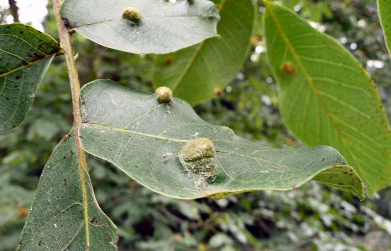 gall on Walnut