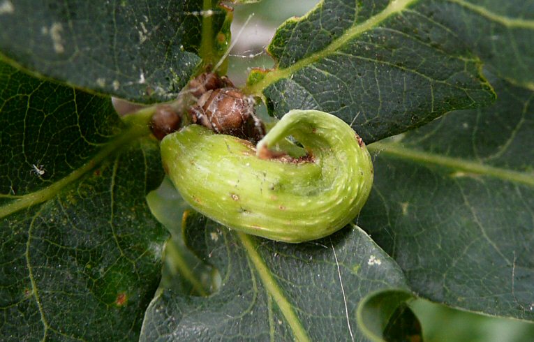 Ramshorn Gall - Andricus aries