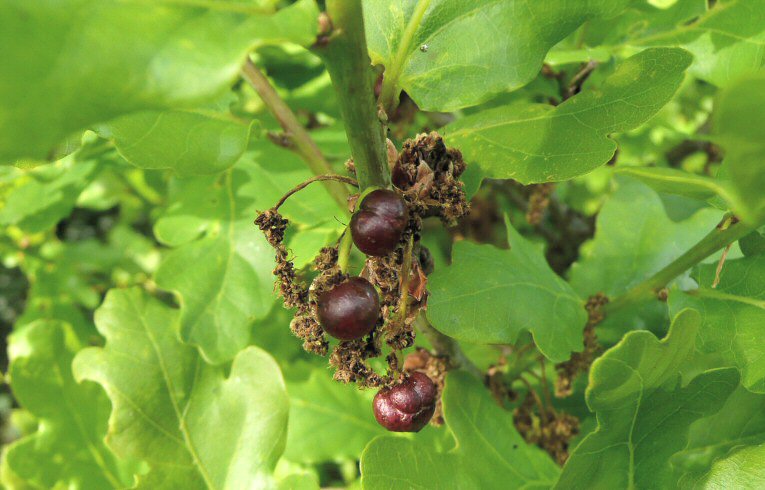 Gooseberry Gall Andricus grossulariae