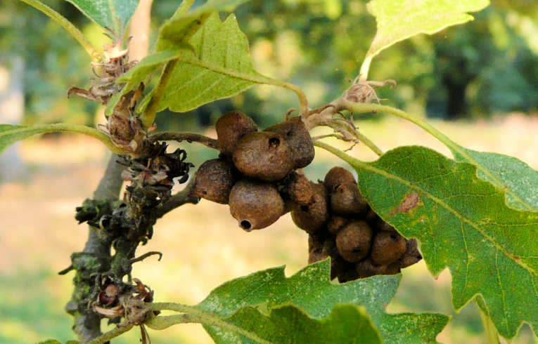 Turkey Oak gall