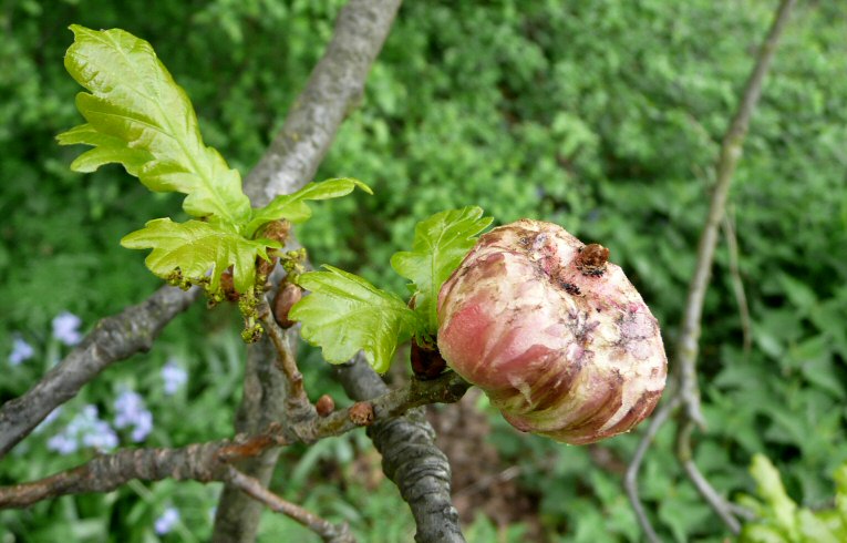 Biorhiza pallida