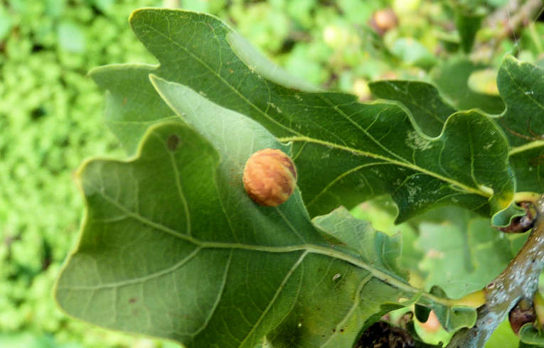 Cynips quercusfolii