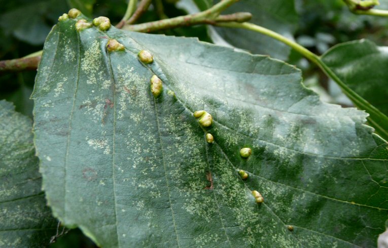 Eriophyes inangulis