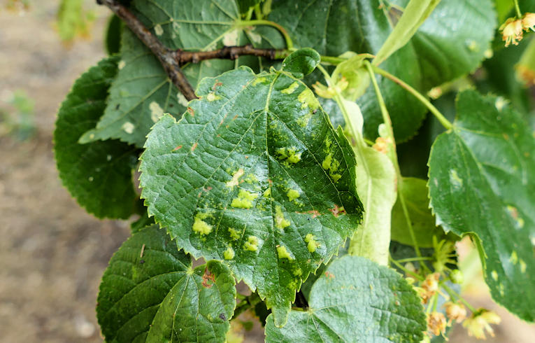Eriophyes leiosoma