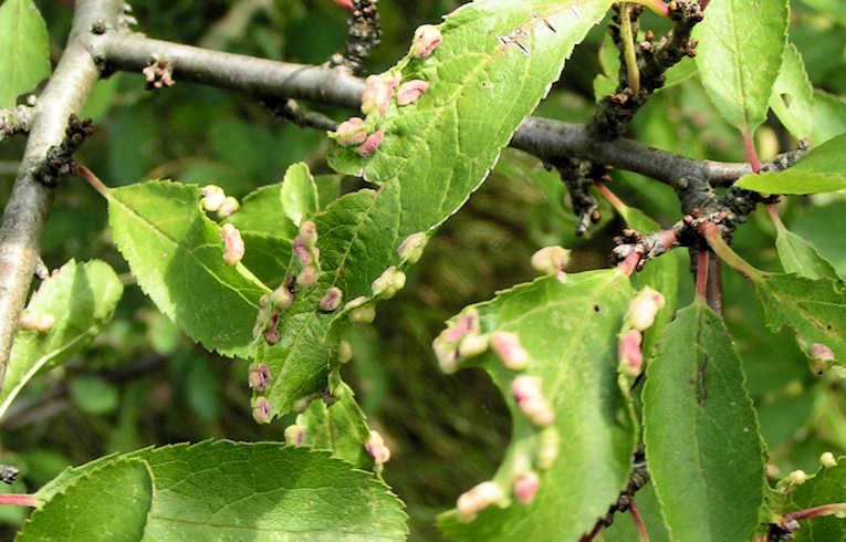 Eriophyes similis