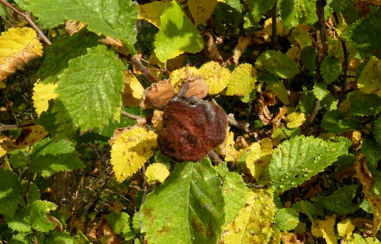 Kaltenbachiella pallida