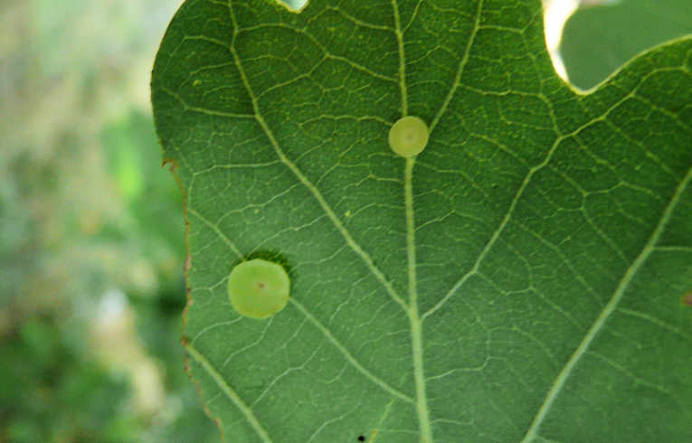 Neuroterus albipes