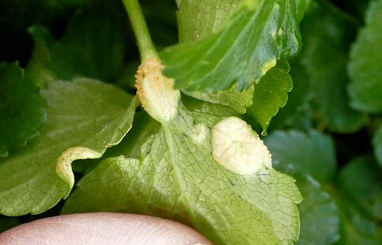 Puccinia smyrnii