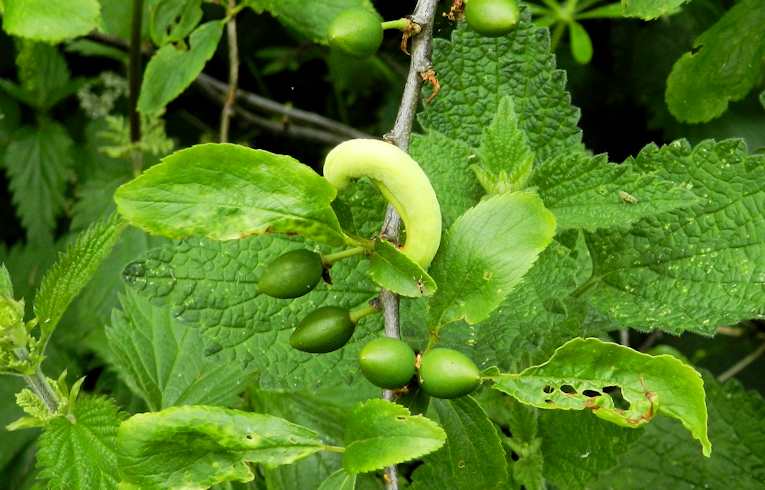 Taphrina pruni