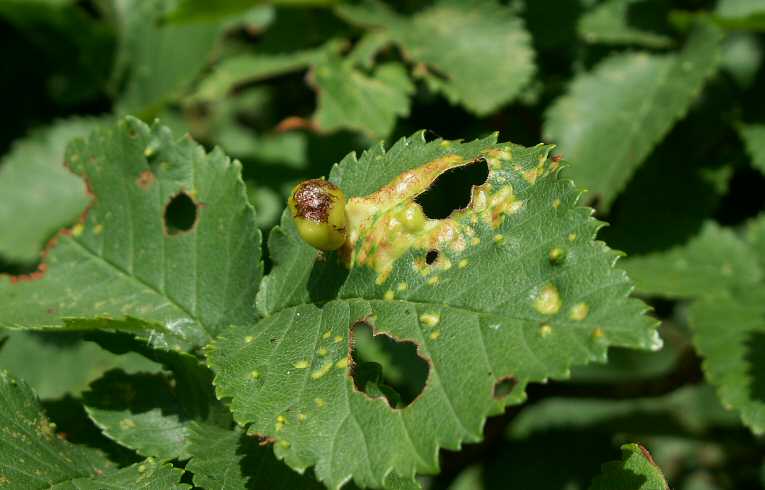 Fig Gall Tetraneura ulmi