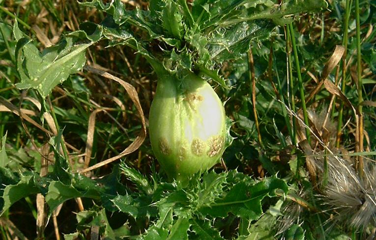 Urophora cardui