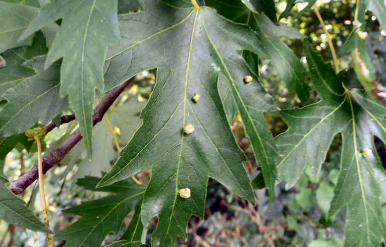 Vasates quadripedes