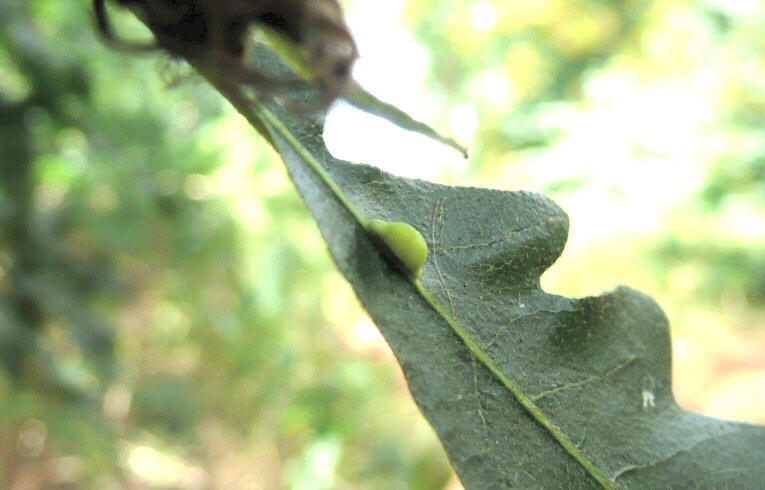 Neuroterus saliens