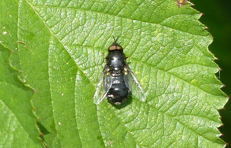 Cheilosia albitarsis