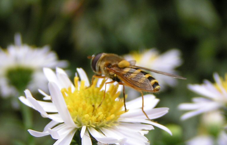 Epistrophe nitidicollis
