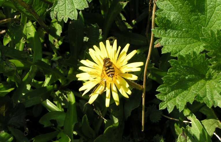 Syrphus vitripennis